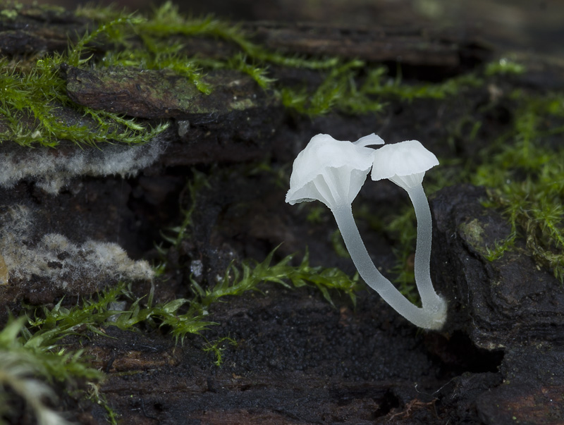 Hemimycena crispata